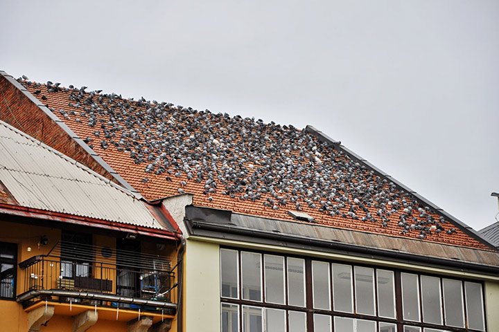 A2B Pest Control are able to install spikes to deter birds from roofs in Buckingham.