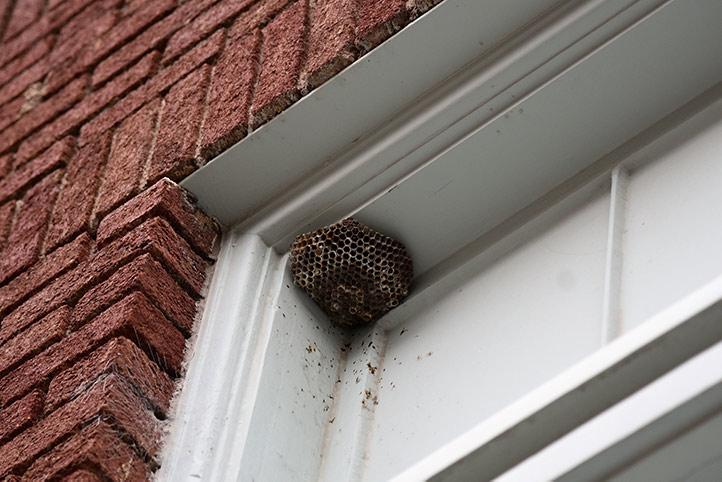 We provide a wasp nest removal service for domestic and commercial properties in Buckingham.